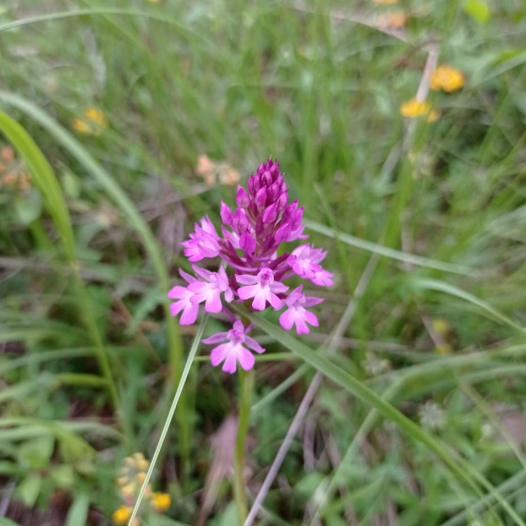 Anacamptis berica?